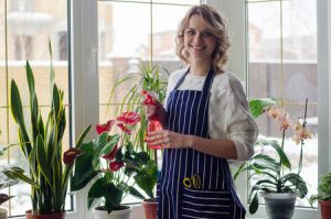 71794815 - young woman cultivating home plants